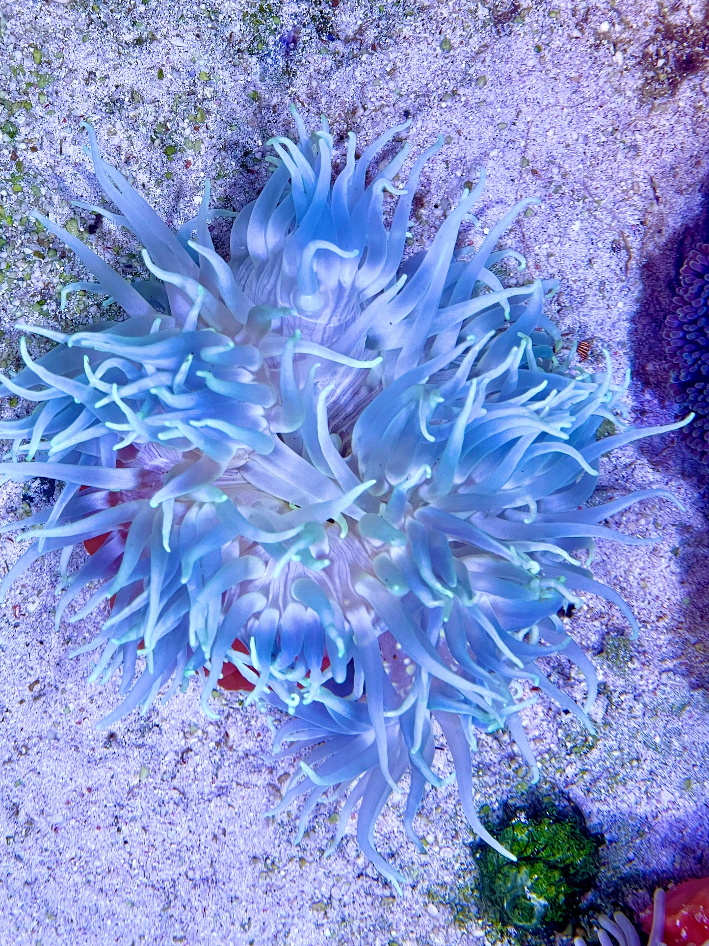 Long Tentacle Anemone Size S: 2" to 3"
