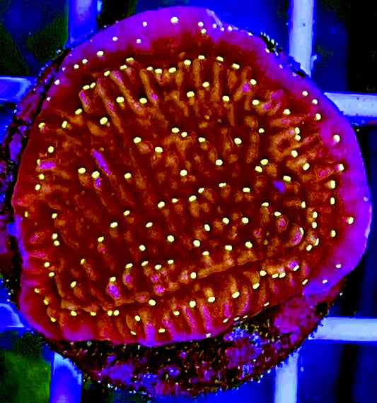 Gold Pox Montipora