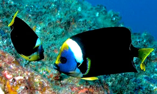 Personifer Angelfish Australia Sex: Male