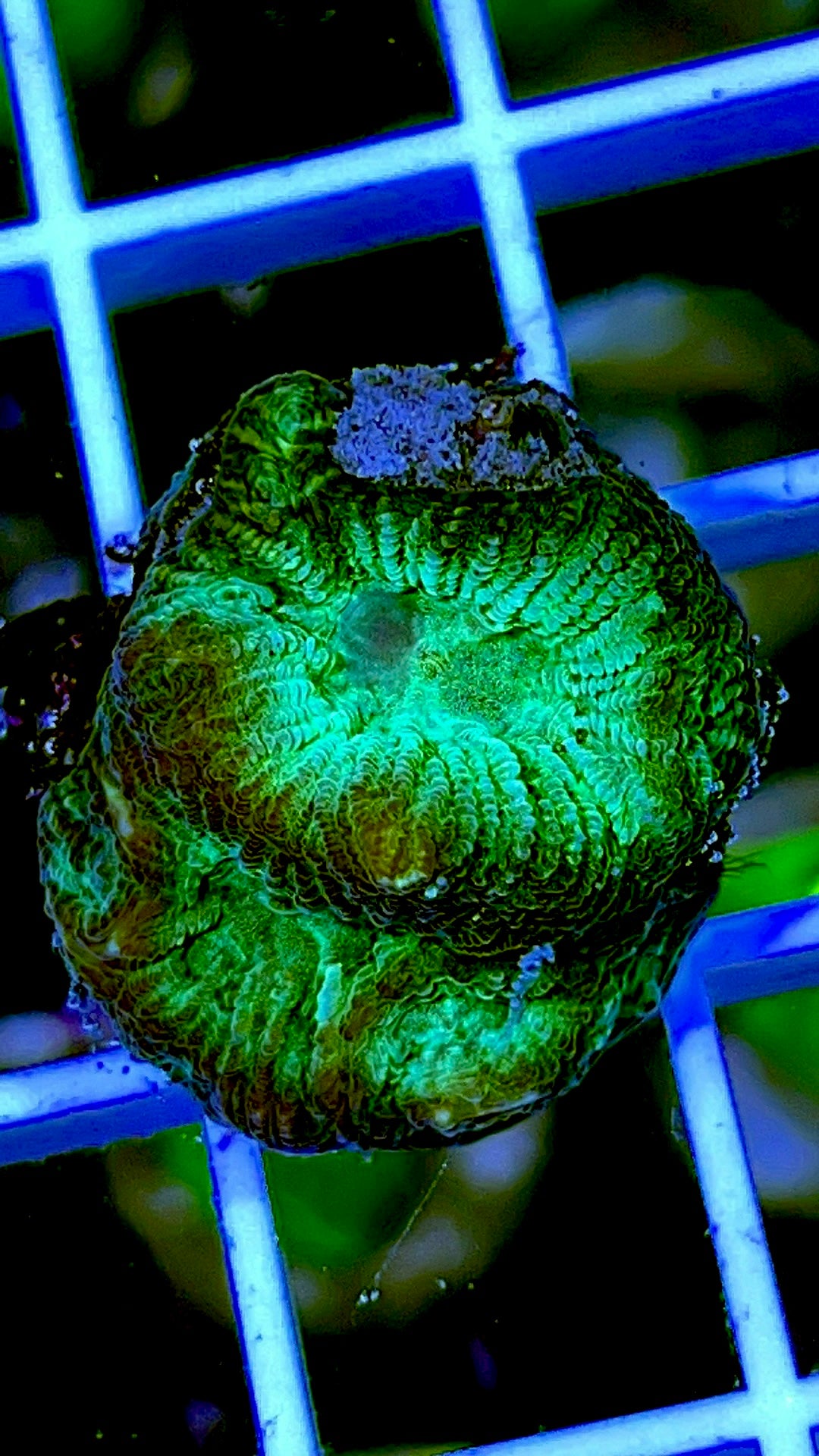 Green Brain Coral