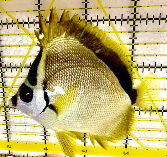 Blacknose Butterflyfish Size: 5" to 6" (Costa Rica)