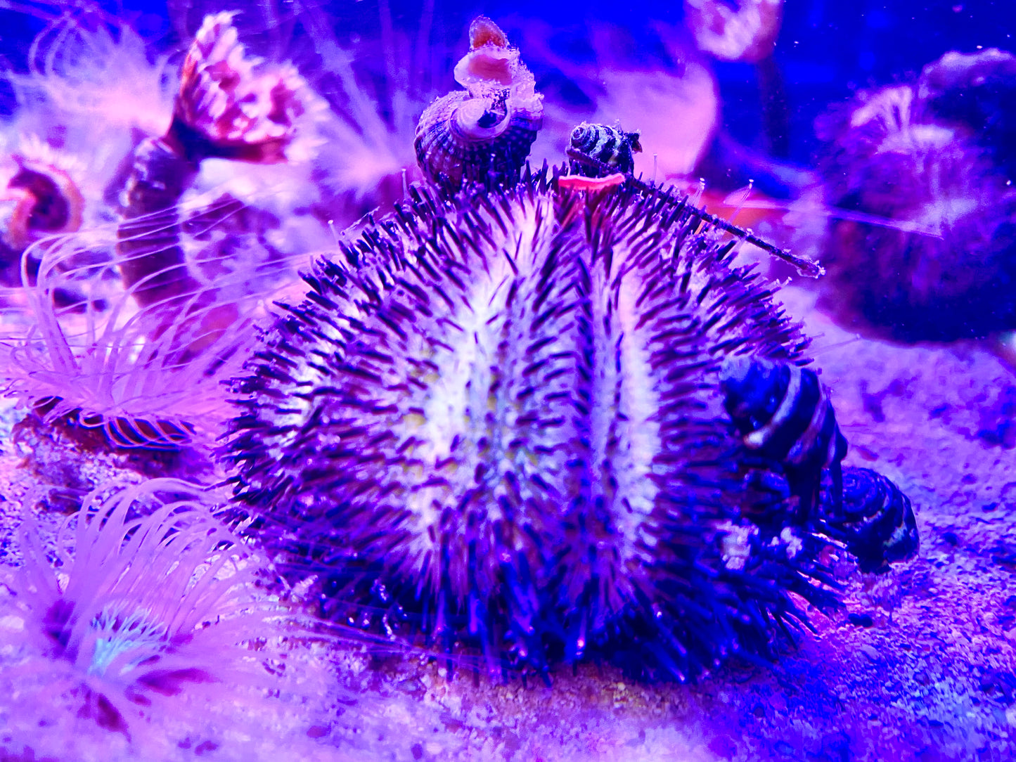 Purple Pincushion Urchin