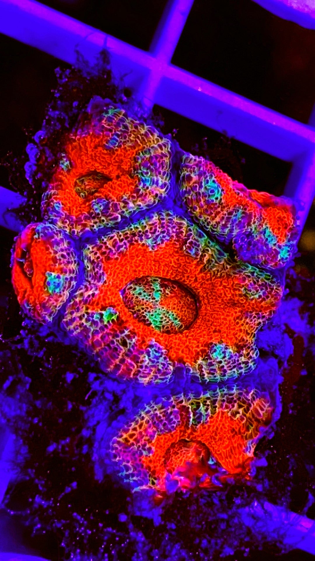 Ultra Rainbow Acan