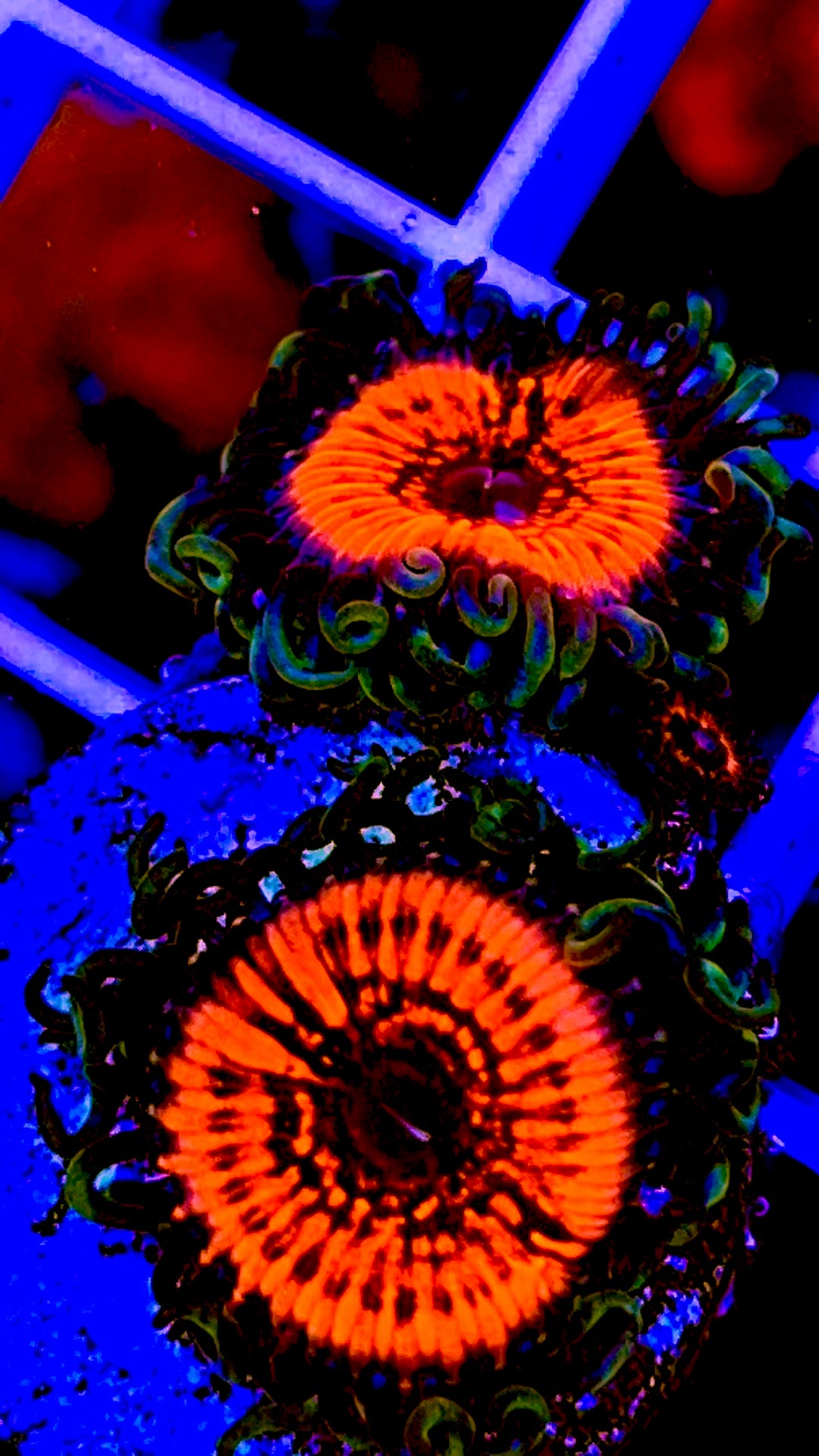 Pink Zipper Zoanthid - Violet Aquarium 