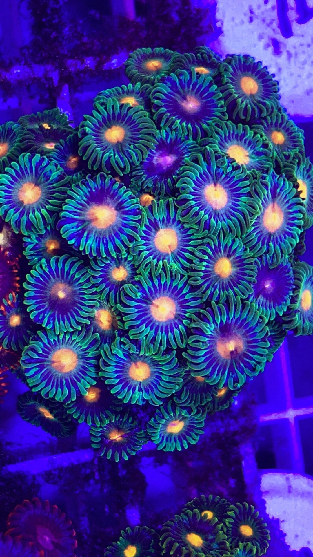 Indo Multicolor Zoa