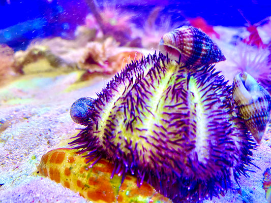 Purple Pincushion Urchin