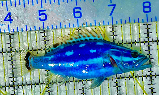 Cobalt Slender Grouper-Red Sea (Rare)