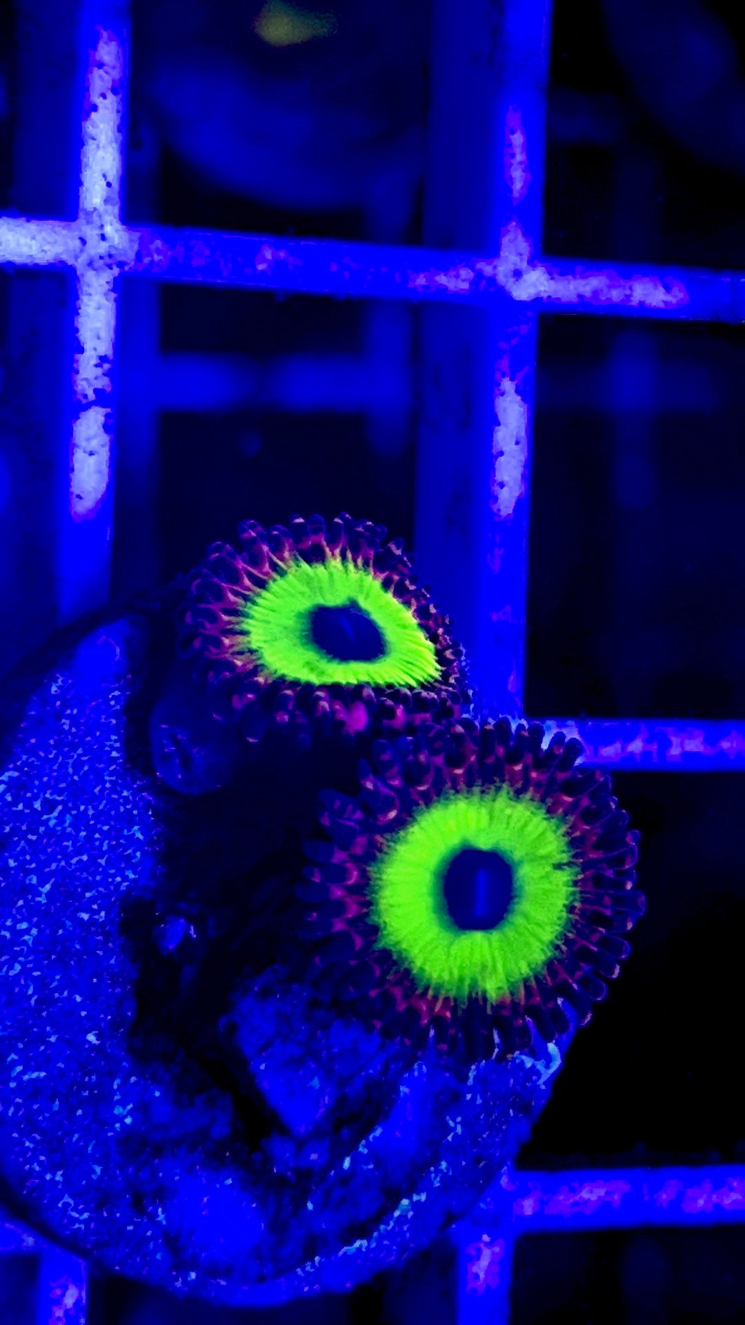 Candy Apple Zoanthid - Violet Aquarium 