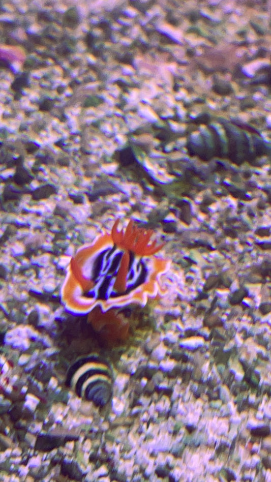 Blue Yellow Sea Slug