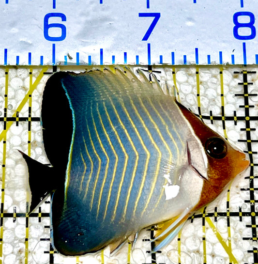 Larvatus Butterflyfish Size: XL  4" to 5"