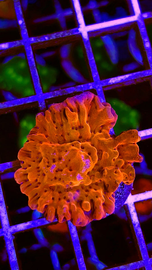 VA Slow Sun Burner Montipora