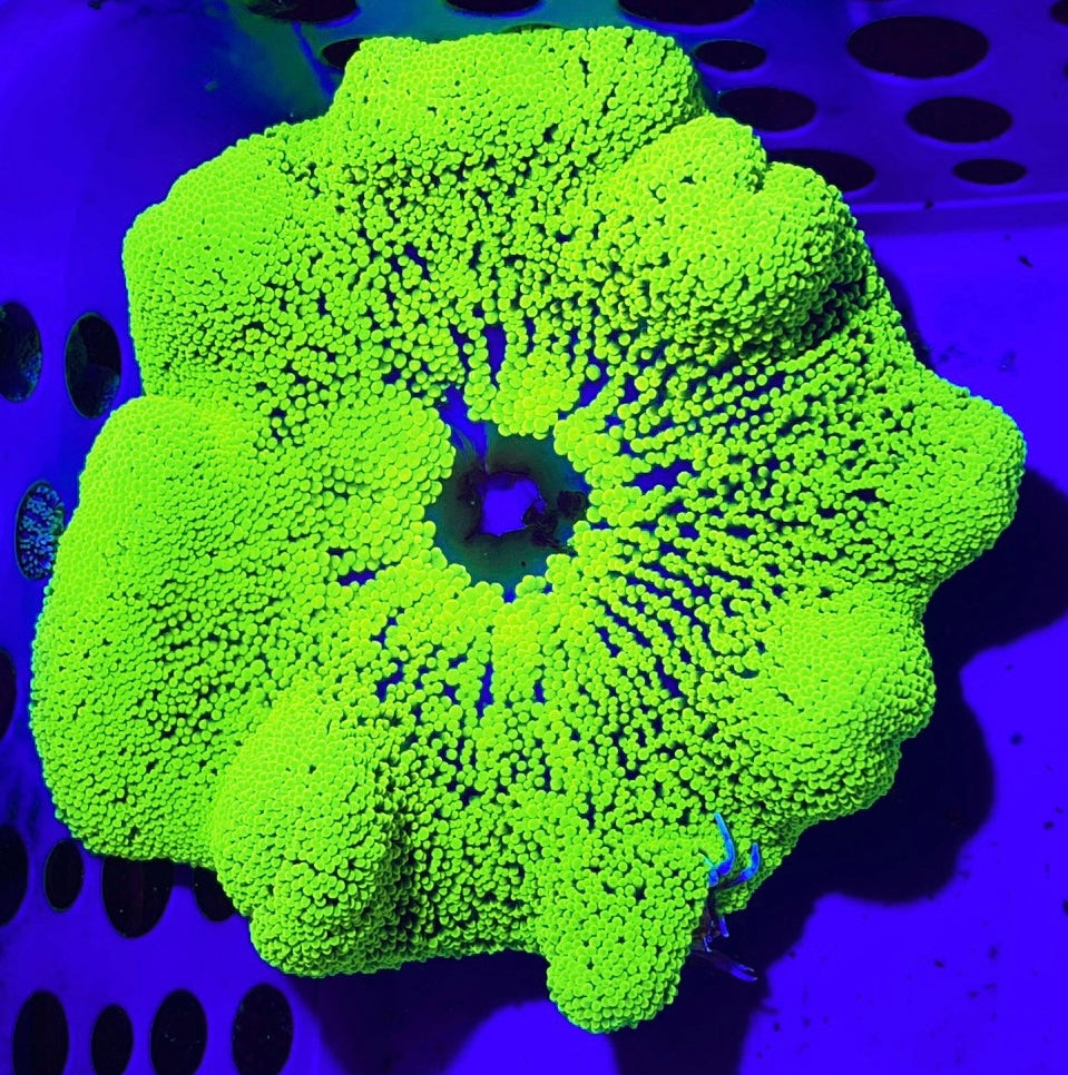 Neon Green Carpet Anemone (Haddoni) Size: M 3" to 4"