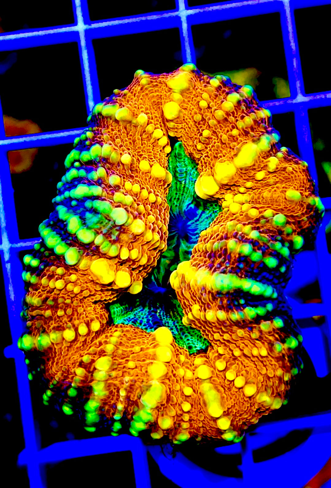 Aussie Ultra Orange Green Eye Lobophyllia