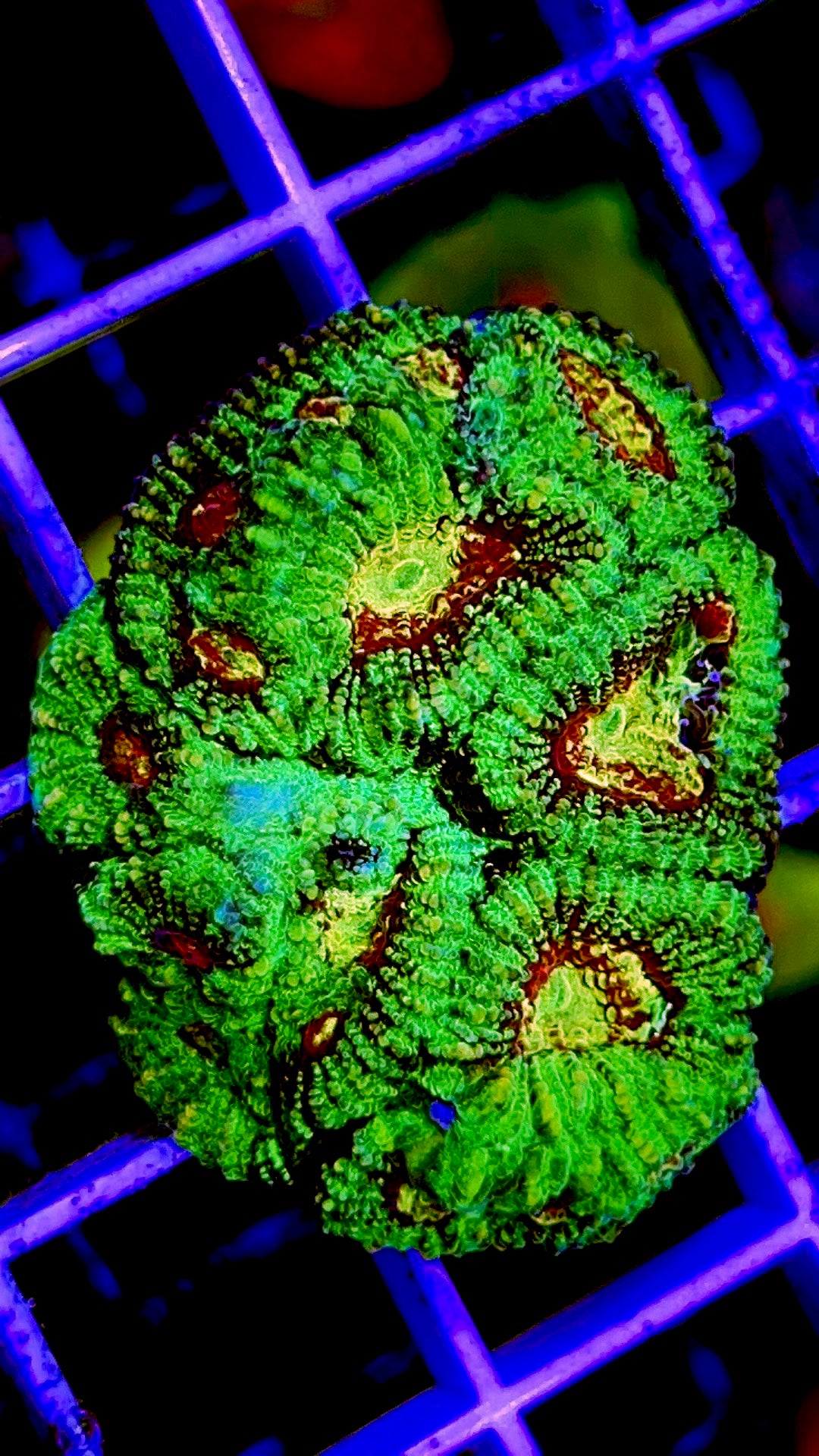 Multicolor Favia