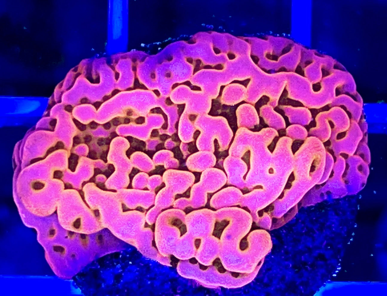 Pink Lemonade Montipora