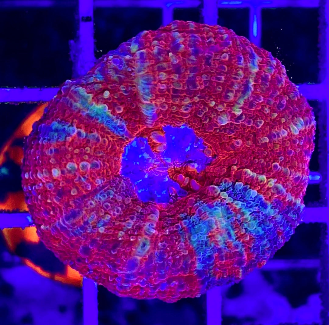 Acan Bowerbanki Red – Violet Aquarium