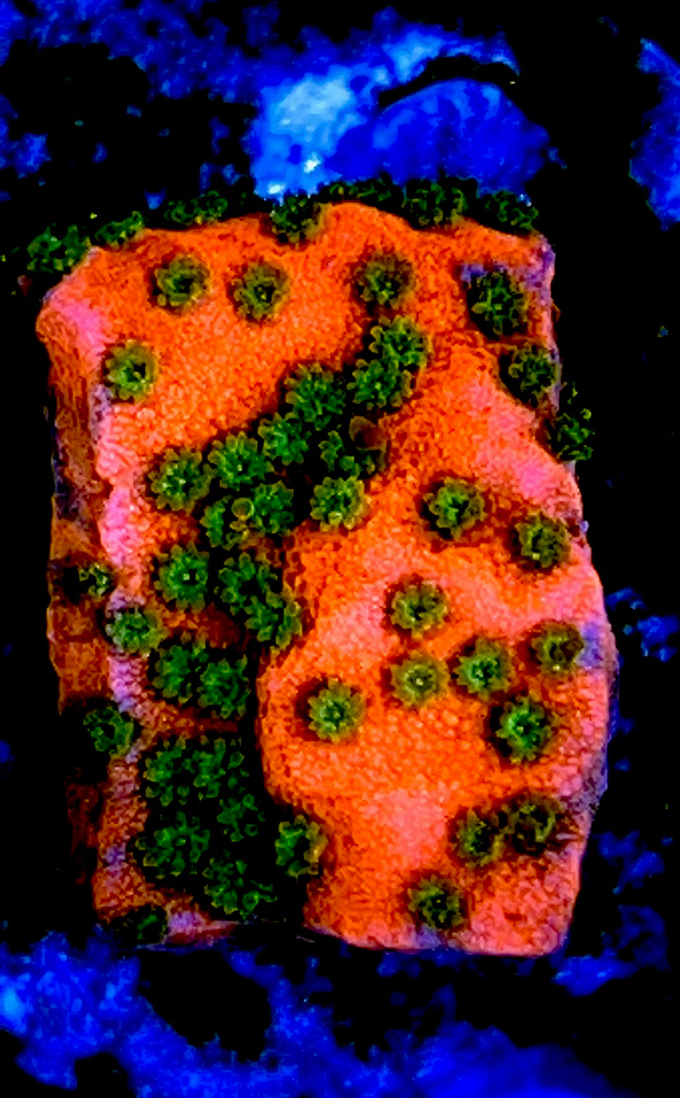 Orange Green Polyp Montipora