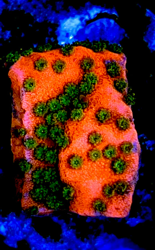 Orange Green Polyp Montipora