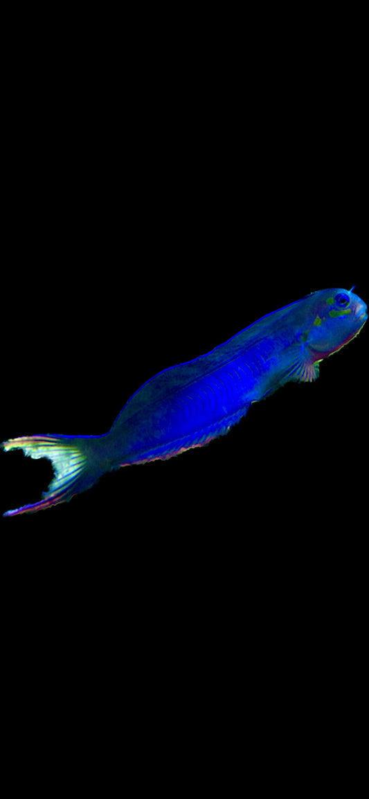 Blue Midas Blenny