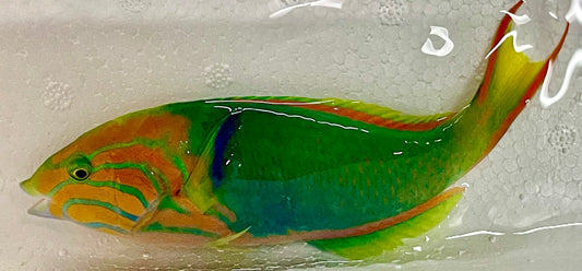 Lime Wrasse (Male Banana Wrasse) Size: L 5" to 6"