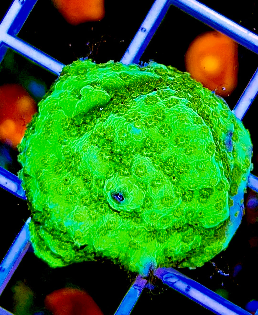 Green Montipora