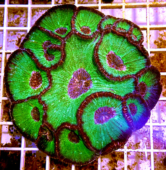 Aussie Moseleya Coral Size: M 0.75" to 2" - Violet Aquarium 