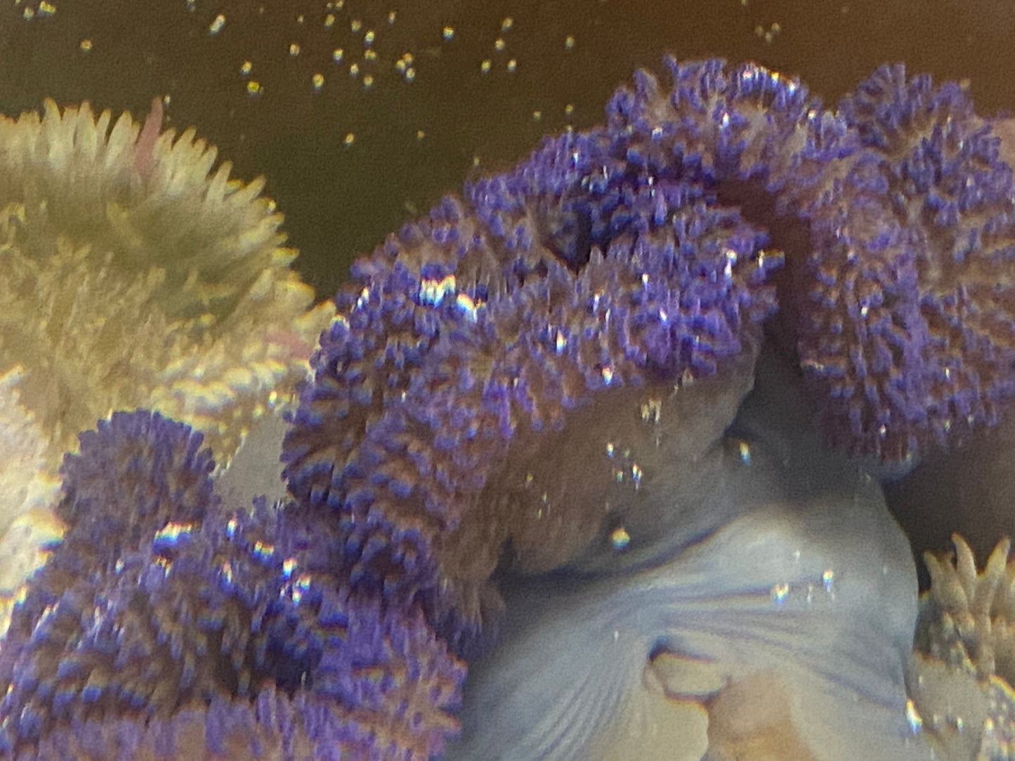 Purple Carpet Anemone