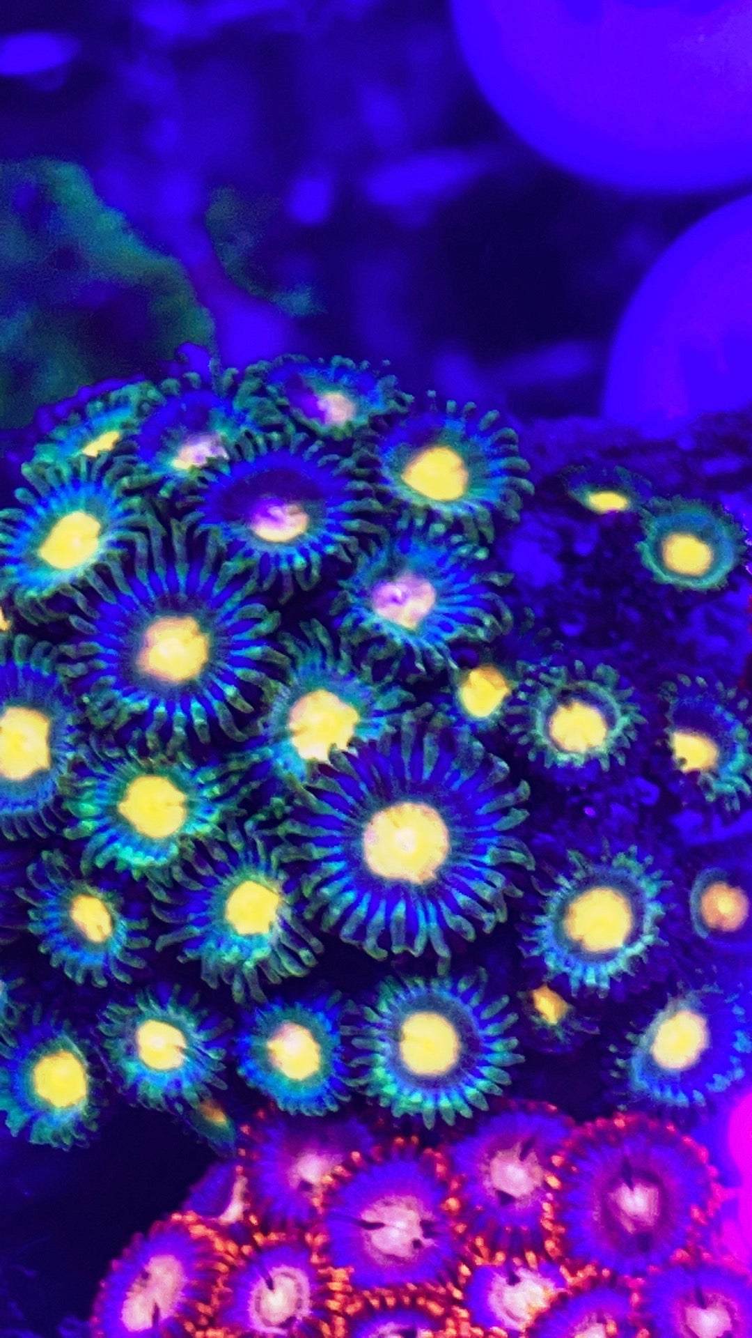 Indo Multicolor Zoa