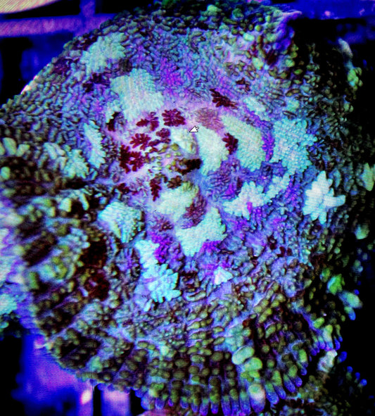 Tonga Blue Mushroom