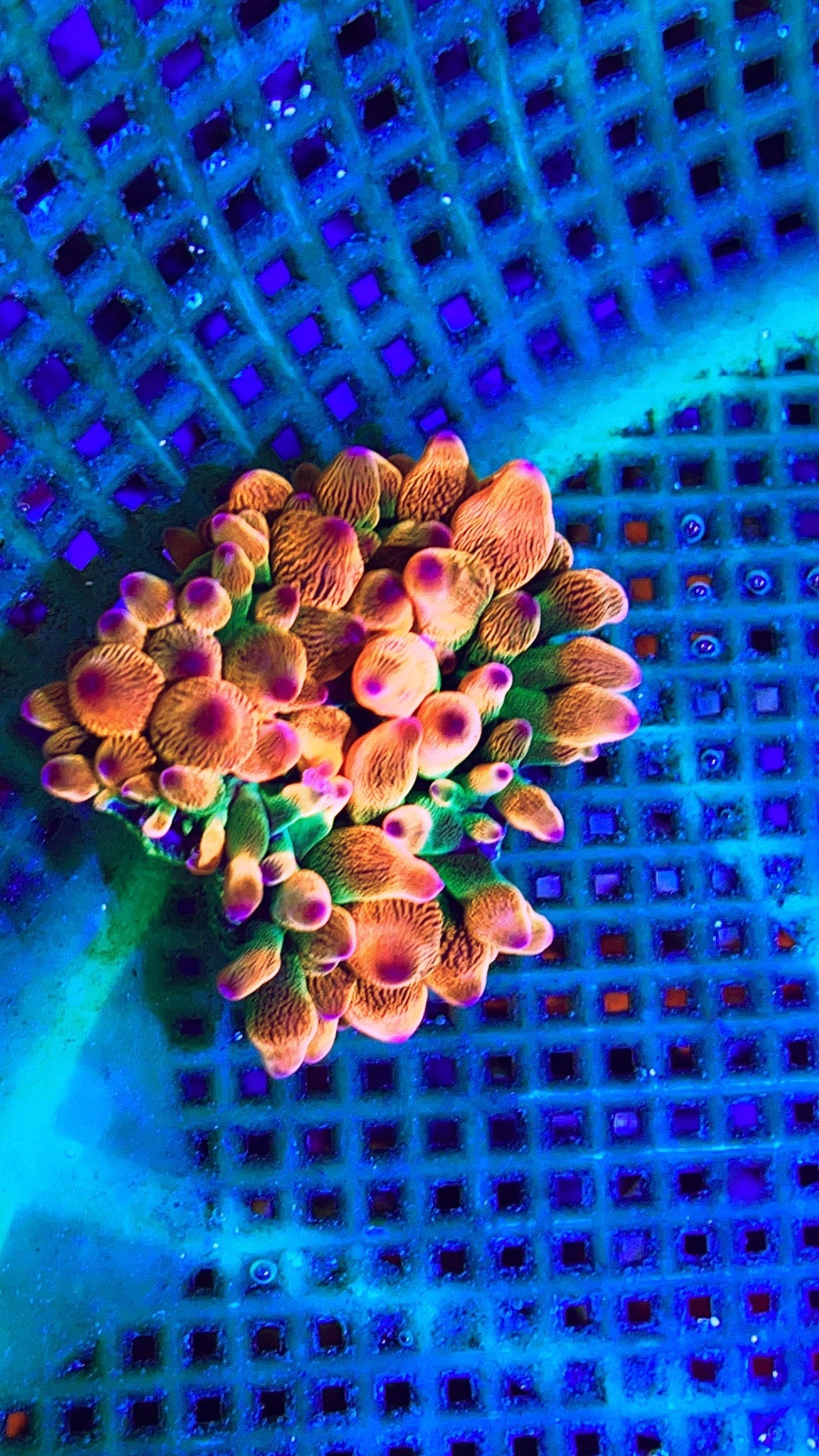 Rainbow Rose Bubble Tip Anemone