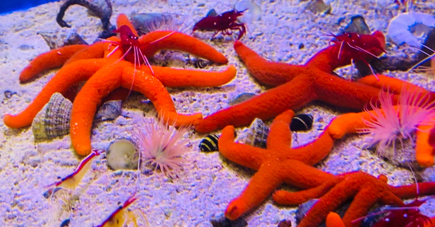 Red Orange Linckia Starfish A grade (Maldives) Size: Small 1.5" to 2.5" - Violet Aquarium 