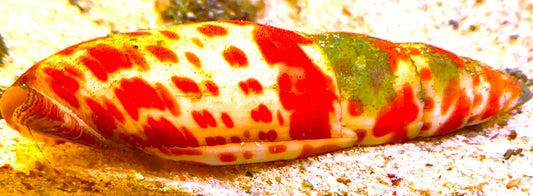 Orange Spotted Mitra Snail