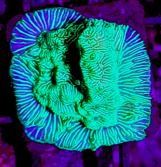 Hulk Leptoseries