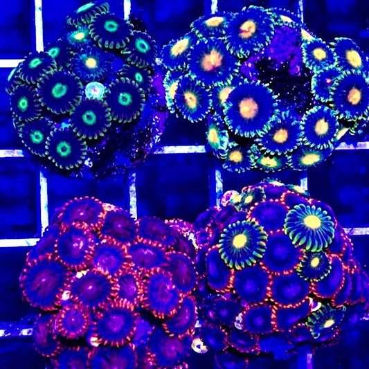 Indo Multicolor Zoa