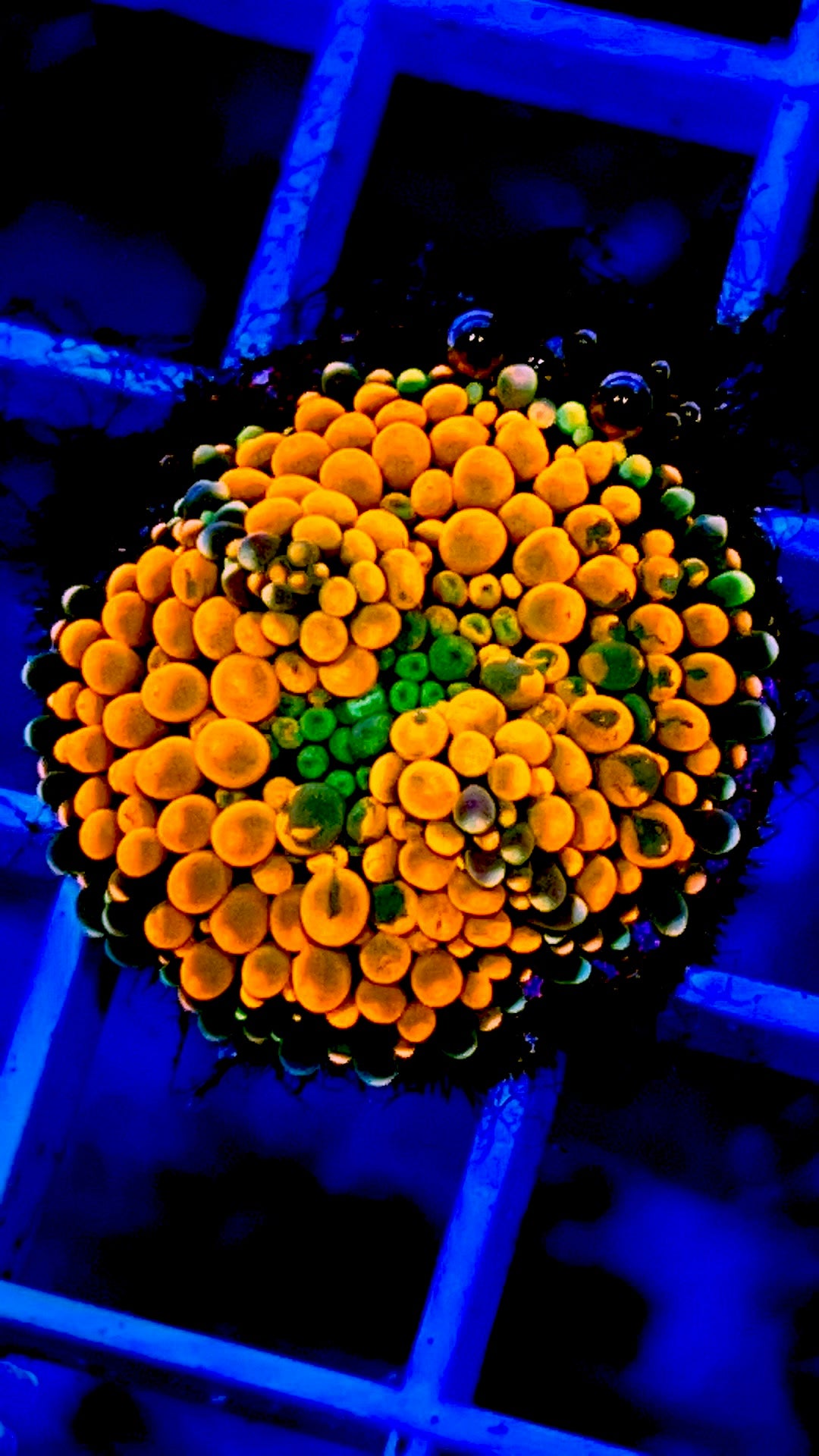 Orange  Ricordea  Mushroom