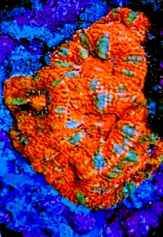 Micromussa Acan (Red)