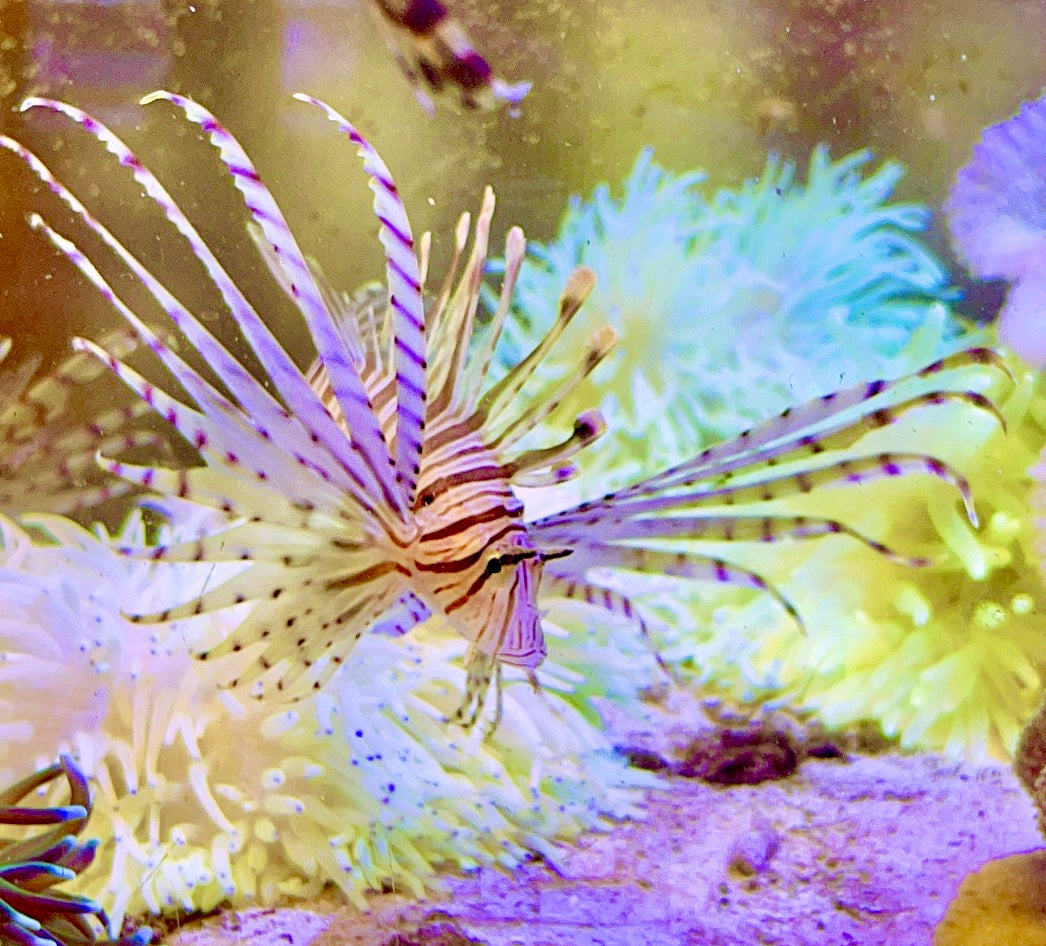 Volitan Lionfish - Violet Aquarium