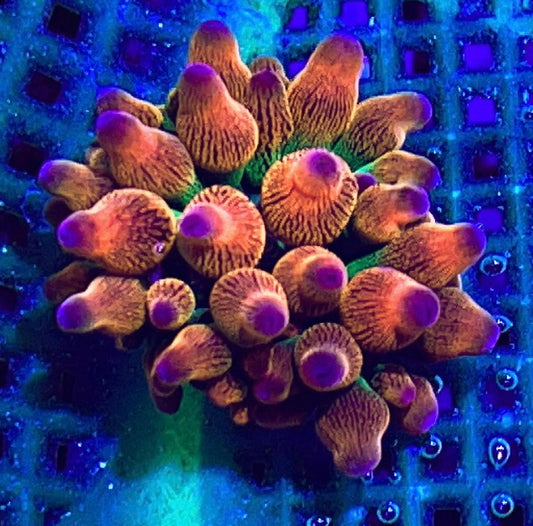 Rainbow Rose Bubble Tip Anemone