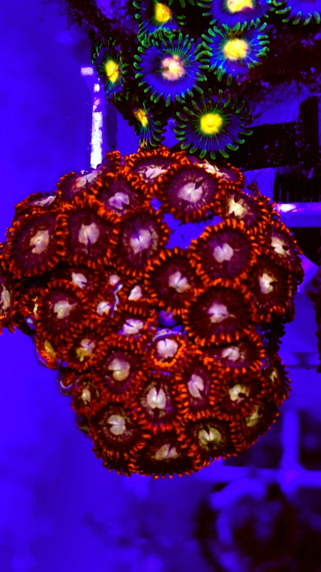 Indo Multicolor Zoa