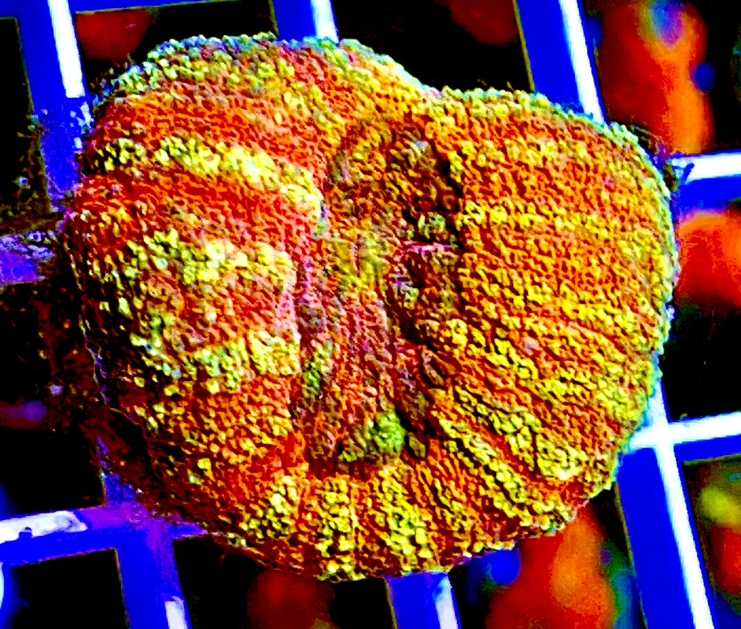 Red / Yellow Polyp Lobophyllia