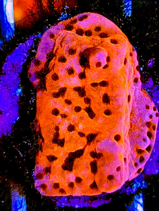 Orange Purple Polyp Montipora