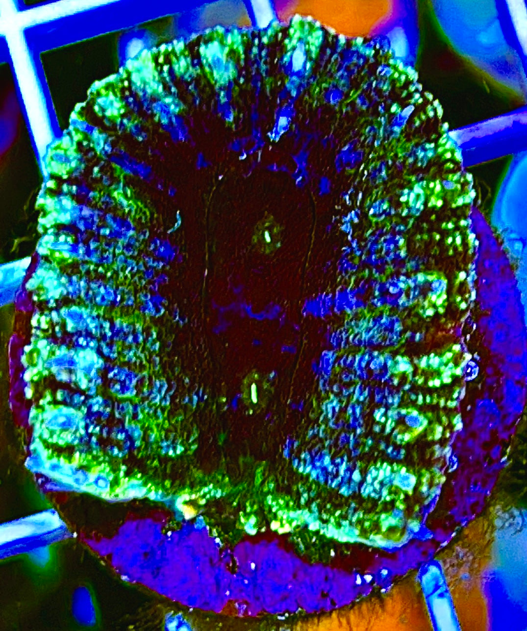 Purple / Green Rim Lobophyllia