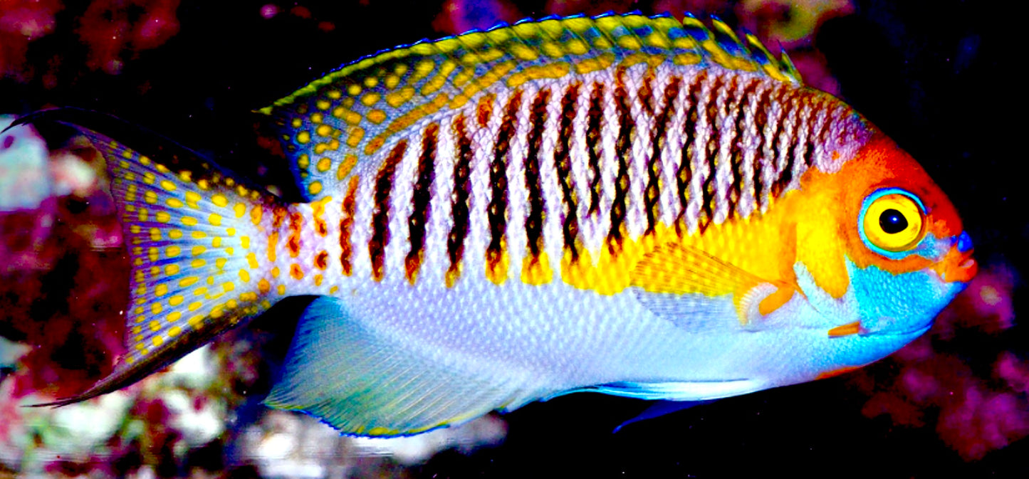 Male Masked Swallowtail Angelfish – Violet Aquarium