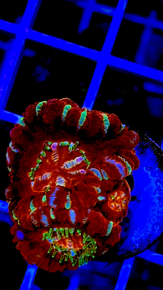 Acan Ultra Lordhowensis