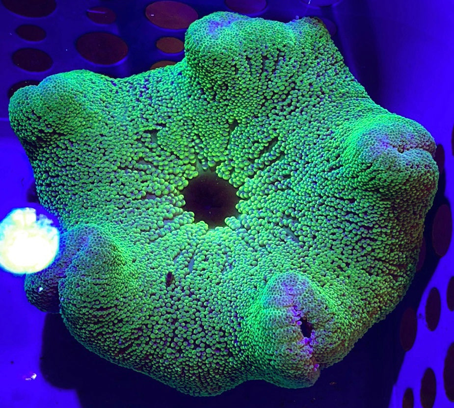 Neon Green Carpet Anemone (Haddoni) Size: M 3" to 4"