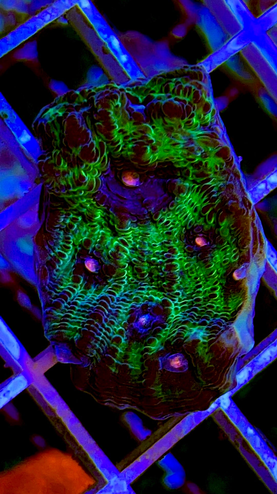 Pink Eye Mycedium Chalice