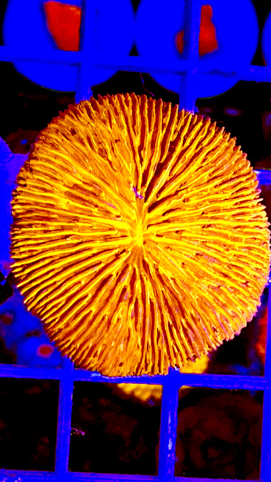Orange Fungia Coral