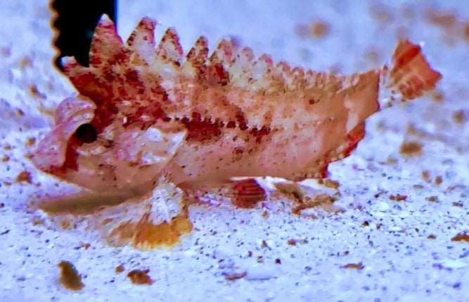 Red Rooster Pygmy Waspfish – Violet Aquarium