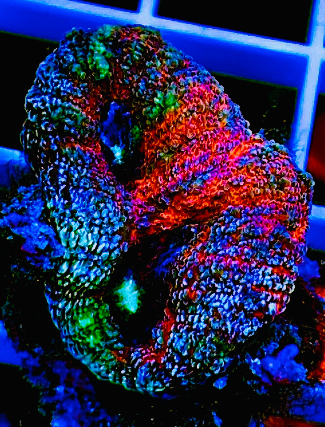 Rainbow Lobophyllia