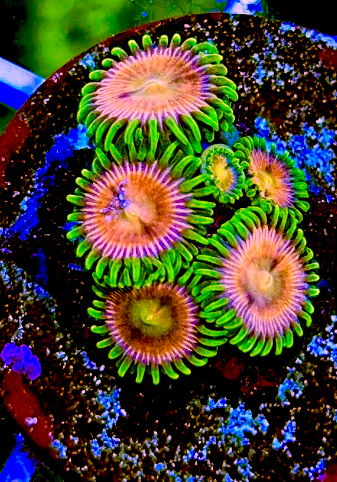 VA Jupiter Zoanthids - Violet Aquarium 